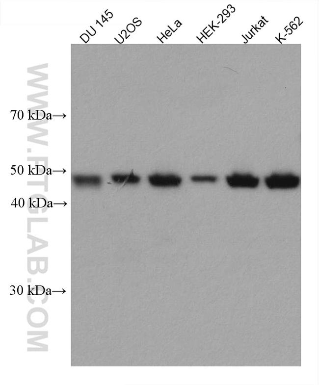 Cyclin B2 Antibody in Western Blot (WB)