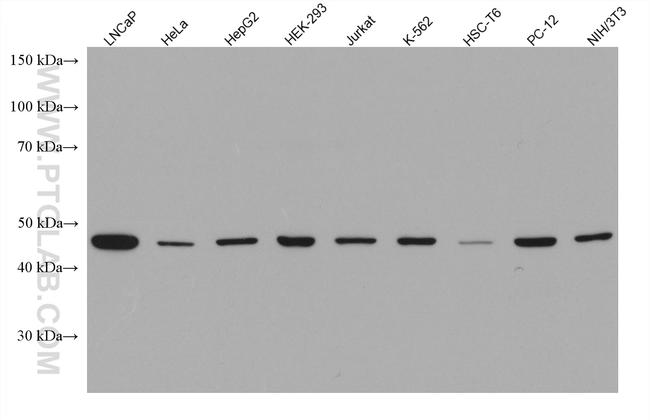 citrate synthase Antibody in Western Blot (WB)
