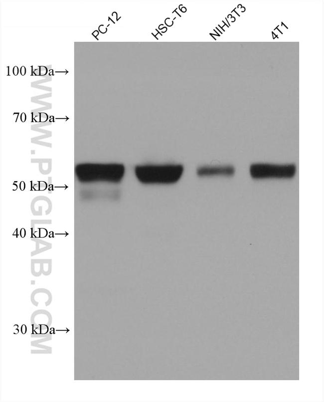 PKMYT1 Antibody in Western Blot (WB)