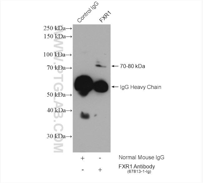 FXR1 Antibody in Immunoprecipitation (IP)