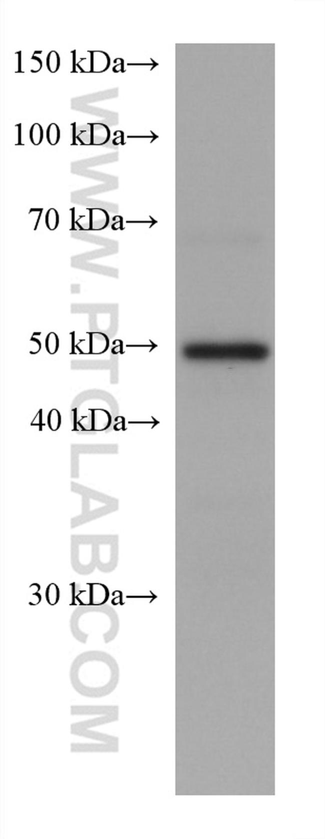 C9orf72 Antibody in Western Blot (WB)