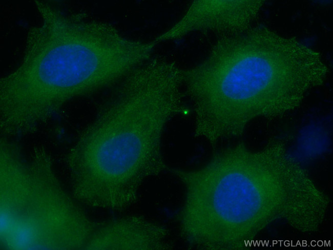 CAPNS1 Antibody in Immunocytochemistry (ICC/IF)