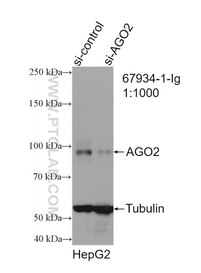 AGO2 Antibody in Western Blot (WB)