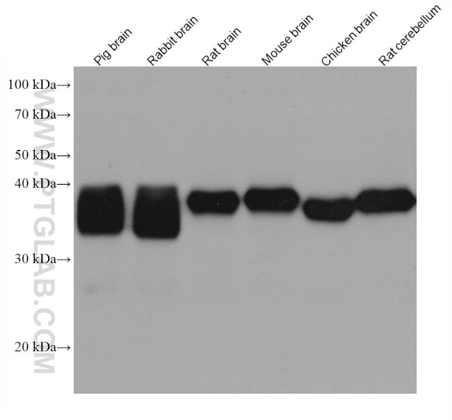 GNAO1 Antibody in Western Blot (WB)