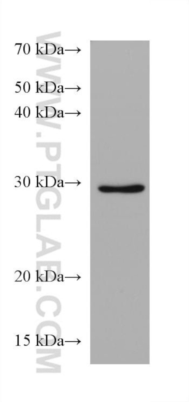 Syntenin-1 Antibody in Western Blot (WB)