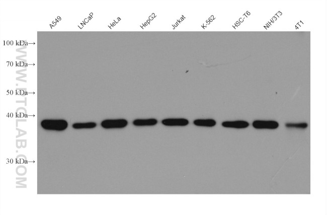 GNAI3 Antibody in Western Blot (WB)