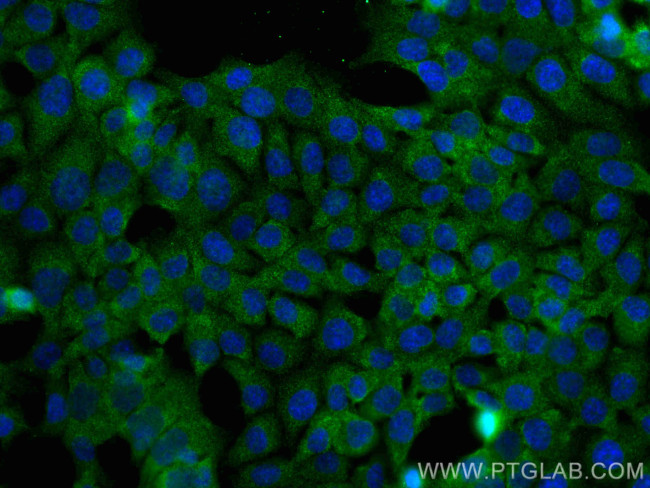 PSMB2 Antibody in Immunocytochemistry (ICC/IF)