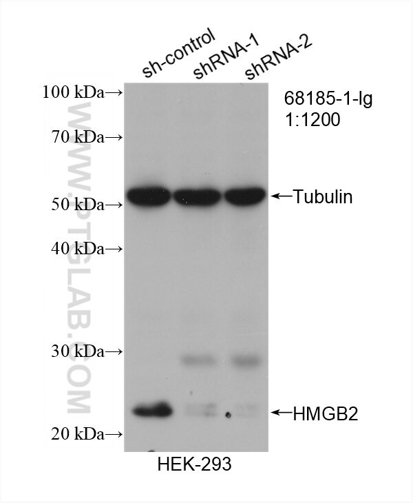 HMGB2 Antibody in Western Blot (WB)