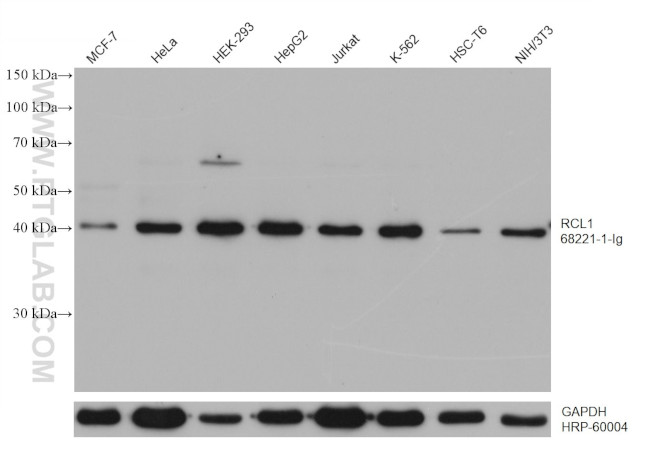 RCL1 Antibody in Western Blot (WB)