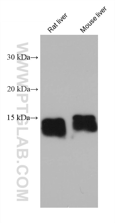 FABP1 Antibody in Western Blot (WB)