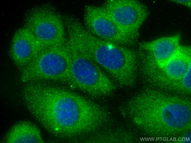 ABL1 Antibody in Immunocytochemistry (ICC/IF)