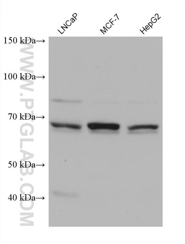 HSPA6 Antibody in Western Blot (WB)