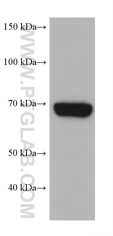 HSPA6 Antibody in Western Blot (WB)