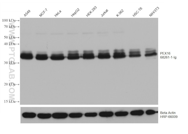 PEX16 Antibody in Western Blot (WB)