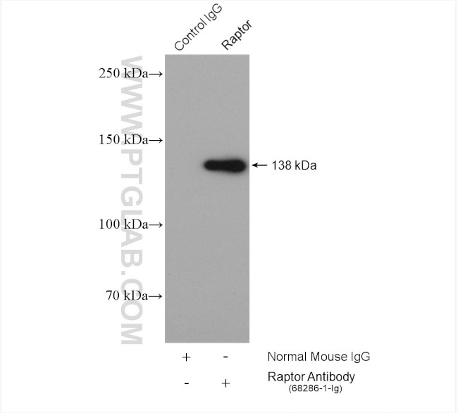 Raptor Antibody in Immunoprecipitation (IP)