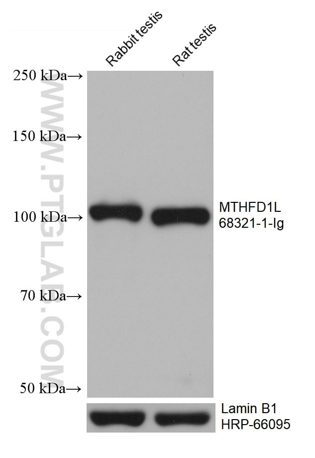 MTHFD1L Antibody in Western Blot (WB)