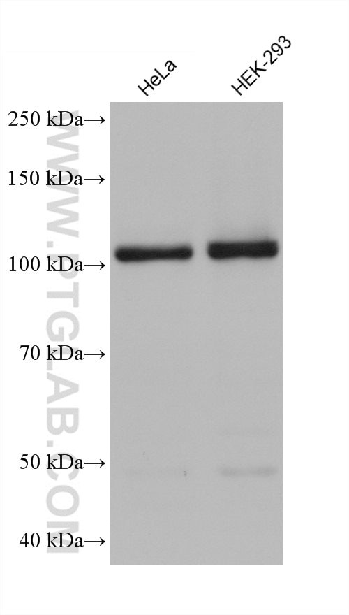 LRRC8C Antibody in Western Blot (WB)