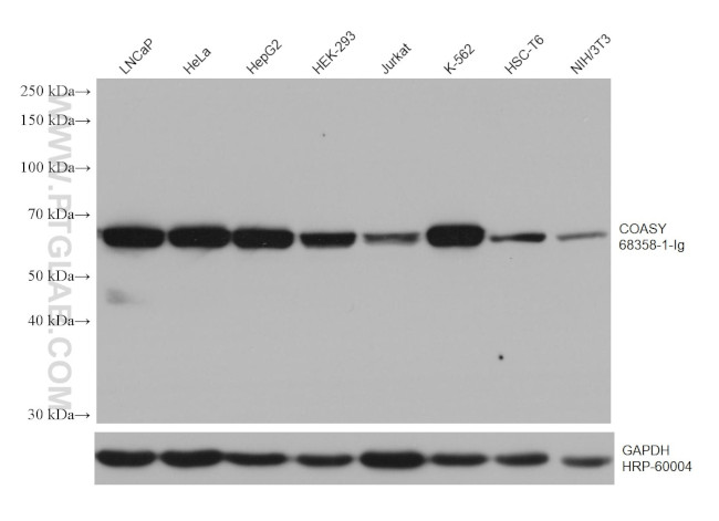 COASY Antibody in Western Blot (WB)