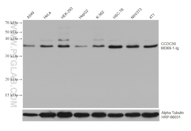 CCDC50 Antibody in Western Blot (WB)