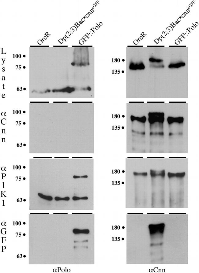 Phospho-PLK1 (Thr210) Antibody in Immunoprecipitation (IP)