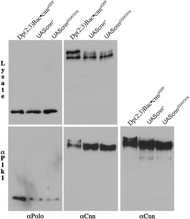 Phospho-PLK1 (Thr210) Antibody in Immunoprecipitation (IP)