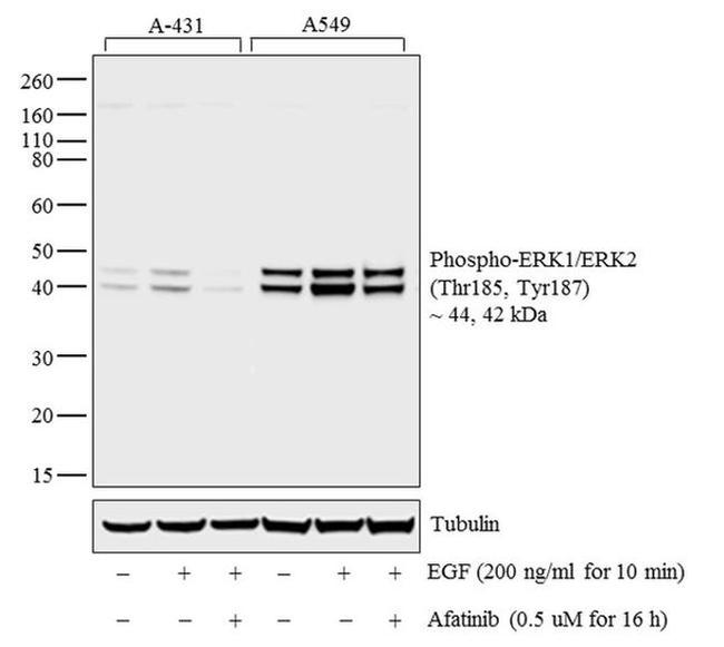 Phospho-ERK1/ERK2 (Thr185, Tyr187) Antibody in Western Blot (WB)