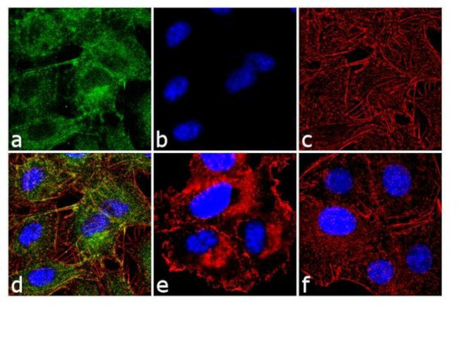 Phospho-c-Kit (Tyr703) Antibody in Immunocytochemistry (ICC/IF)