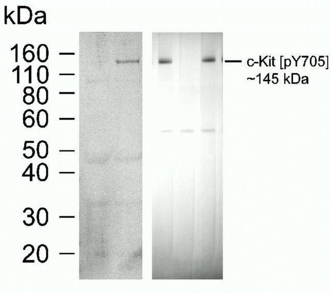 Phospho-c-Kit (Tyr703) Antibody in Western Blot (WB)