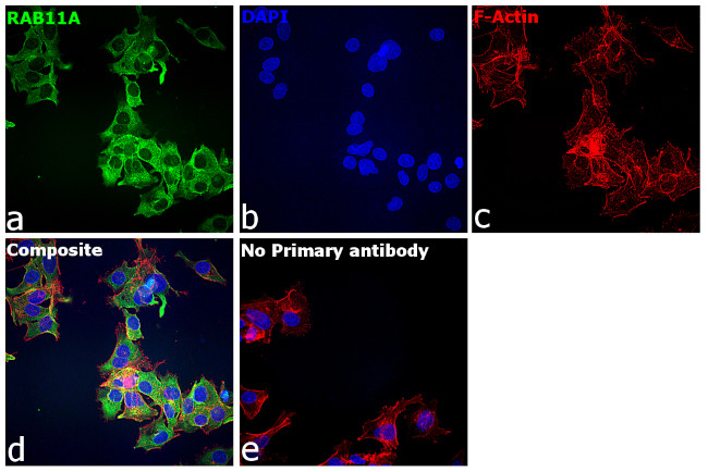 RAB11A Recombinant Monoclonal Antibody (3H18L5) (700184)