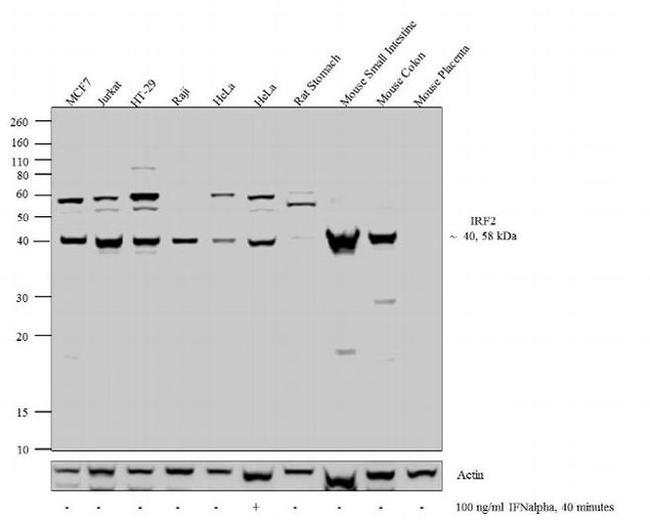 IRF2 Antibody in Western Blot (WB)