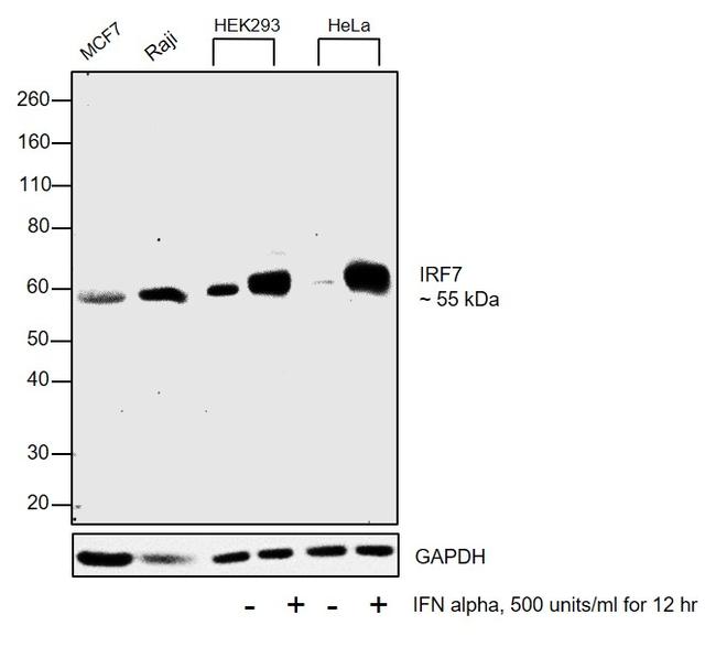 IRF7 Antibody