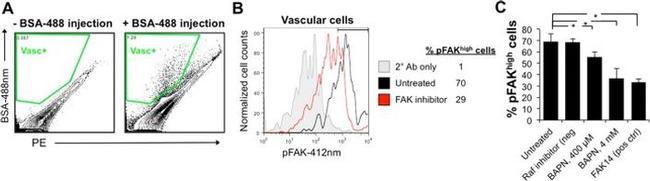 Phospho-FAK (Tyr397) Antibody in Flow Cytometry (Flow)