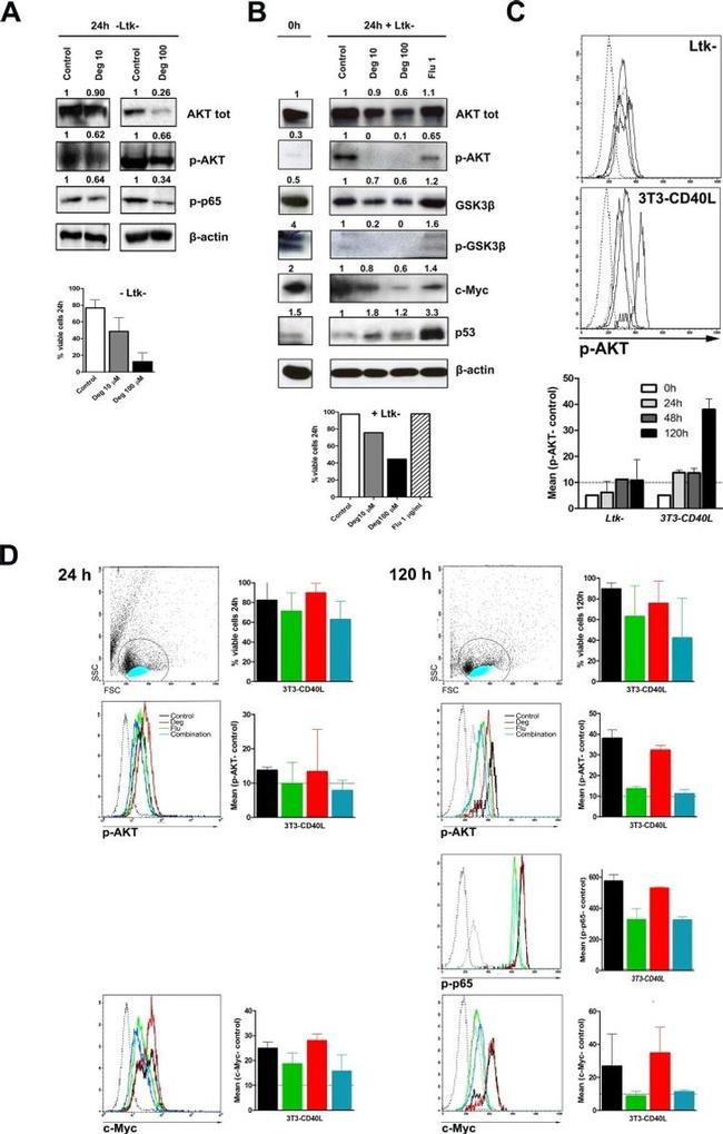 Phospho-AKT1 (Ser473) Antibody in Western Blot, Flow Cytometry (WB, Flow)