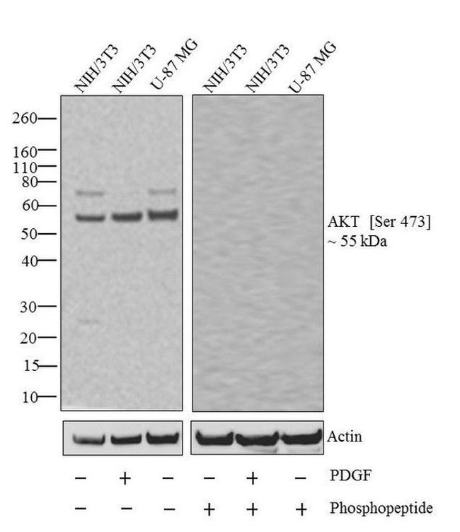 Phospho-AKT1 (Ser473) Antibody in Western Blot (WB)