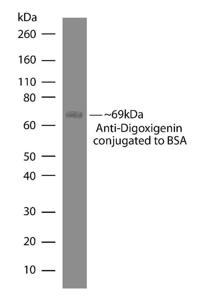 Digoxigenin Antibody in Western Blot (WB)