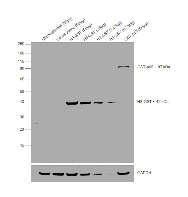 GST Tag Antibody