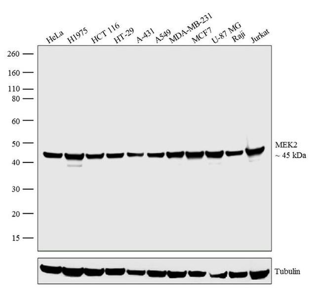 MEK2 Antibody in Western Blot (WB)