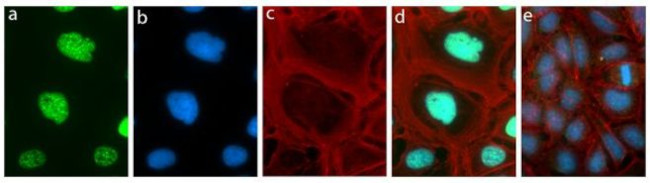 Phospho-Rb (Ser249, Thr252) Antibody in Immunocytochemistry (ICC/IF)