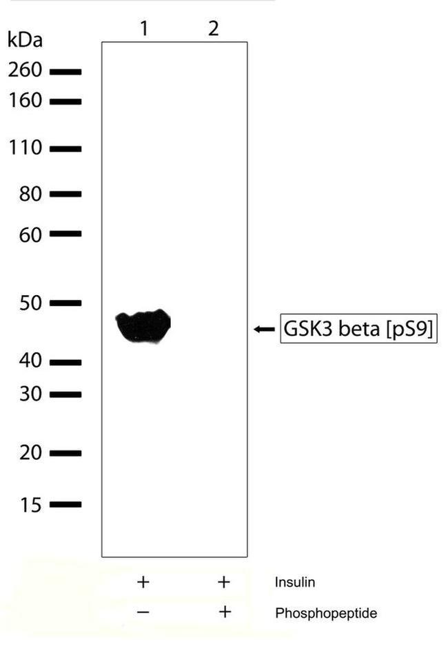 Phospho-GSK3B (Ser9) Antibody in Western Blot (WB)