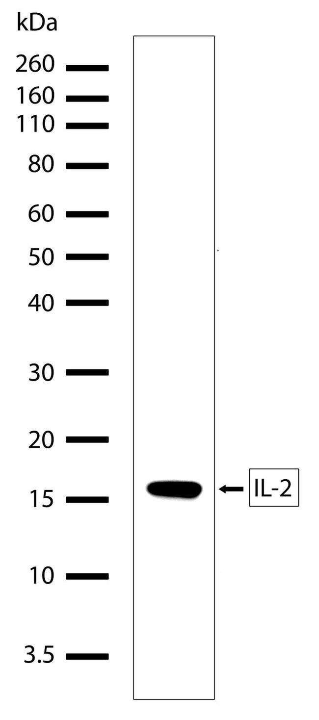 IL-2 Antibody in Western Blot (WB)