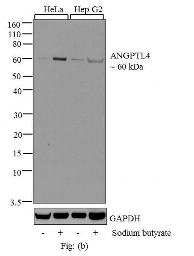ANGPTL4 Antibody