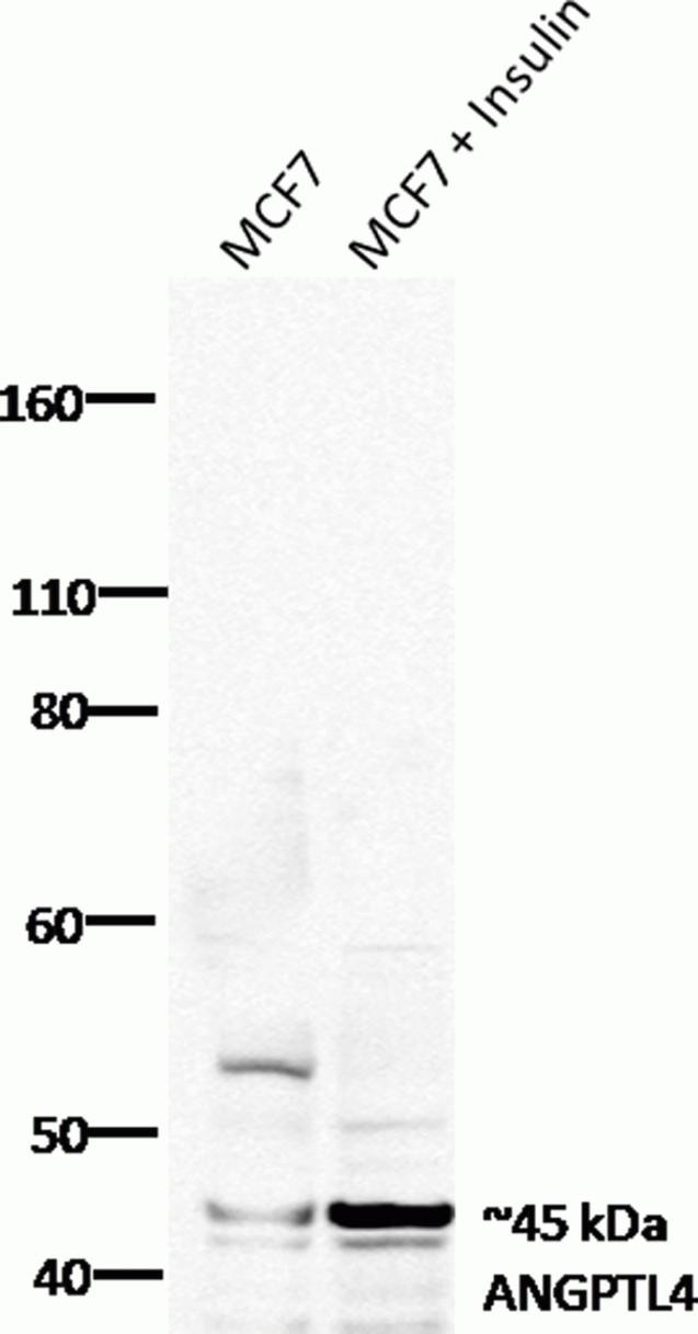 ANGPTL4 Antibody in Western Blot (WB)