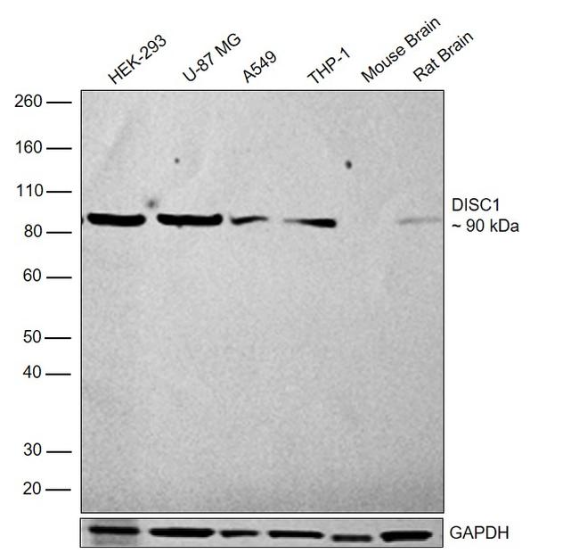 DISC1 Antibody in Western Blot (WB)