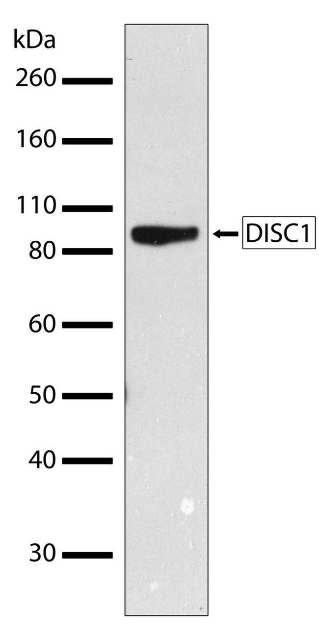 DISC1 Antibody in Western Blot (WB)