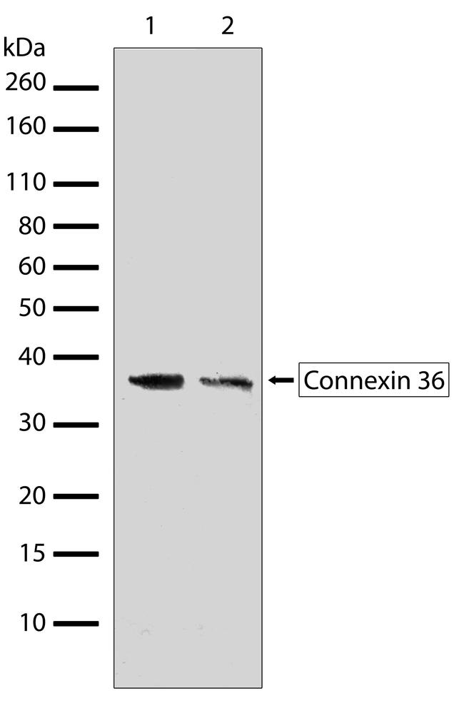 Connexin 36 Antibody in Western Blot (WB)