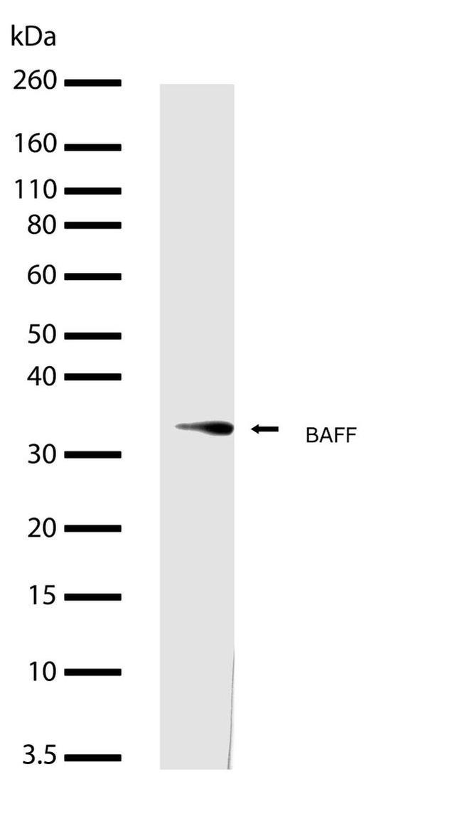 BAFF Antibody in Western Blot (WB)