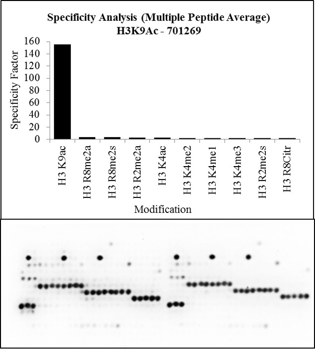 H3K9ac Antibody