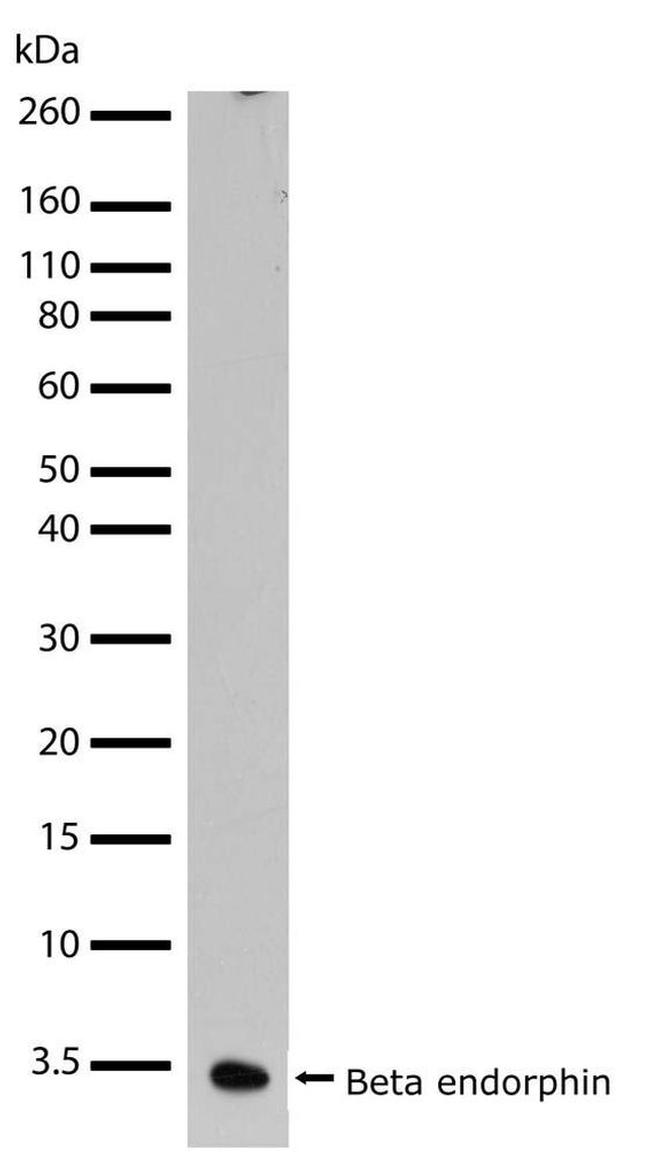 Beta Endorphin Antibody in Western Blot (WB)