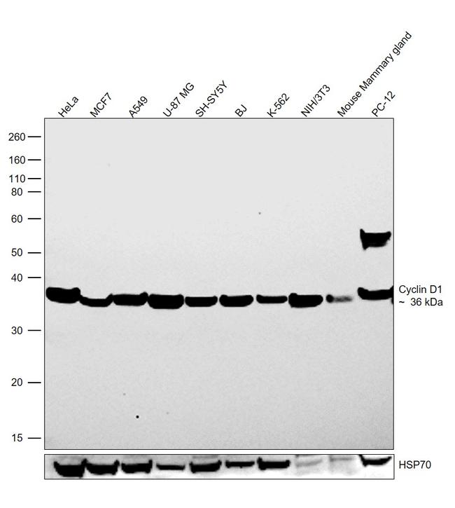 Cyclin D1 Antibody in Western Blot (WB)