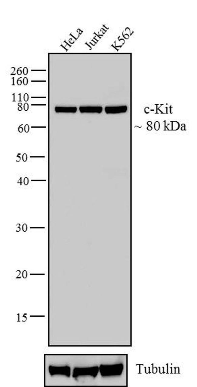 c-Kit Antibody in Western Blot (WB)